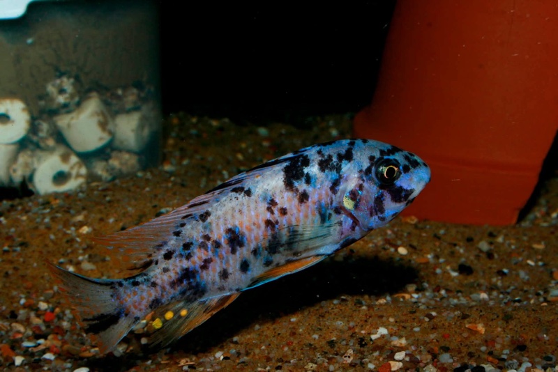 Labeotropheus fuelleborni 'Ndomo Point'